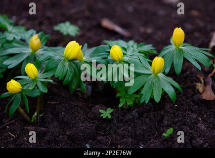 Primo piano del bulbo da giardino fiorito giallo Eranthis hyemalis o aconite invernale visto nel giardino. Foto Stock