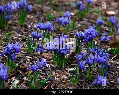 Primo piano della piccola armonia Iris fioritura blu che cresce dal suolo in inverno. Foto Stock