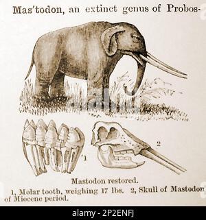 Un'illustrazione del 19th ° secolo di un Mastodon estinto con il suo cranio e denti. Foto Stock