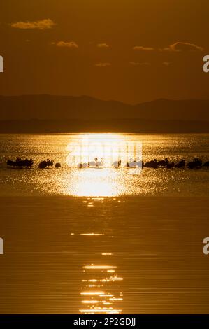 Flamingos tramonto retroilluminazione tramonto sul delta ebro, verticale Foto Stock