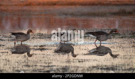 Un gruppo di oche alla ricerca di cibo nella zona umida Foto Stock