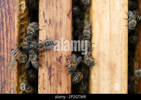 Primo piano di cornici alveare con api, vista dall'alto Foto Stock