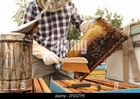 Apicoltore spazzolando le api dalla struttura dell'alveare all'apiario, primo piano. Raccolta del miele Foto Stock