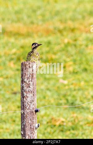 Picchio su una recinzione in un campo agricolo, Venancio Aires, Rio Grande do sul, Brasile Foto Stock