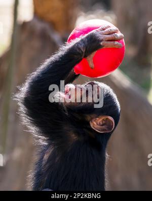 Giovane femmina scimpanzé che si arrampica su un albero Foto Stock