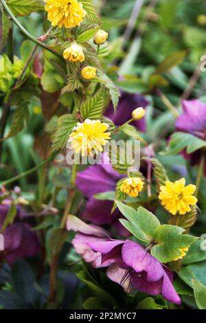 Helleborus x hybridus ha collaborato con la fioritura primaverile di Kerria japonica 'Pleniflora' funzionano bene insieme Foto Stock