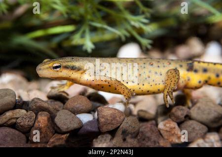 Salamander macchiato giallo rivolto a sinistra, scatto medio Foto Stock