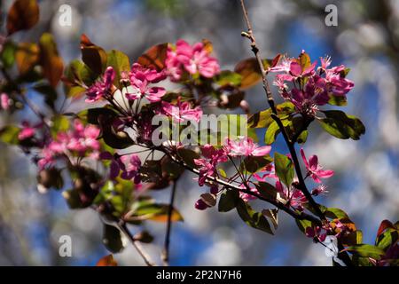 Malus fiorisce-tempo Foto Stock