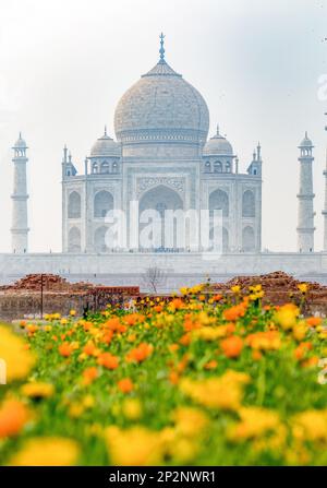 Vista nebbia sul fantastico Taj Mahal attraverso fiori campo arancione e giallo nel parco Taj Manezh Foto Stock