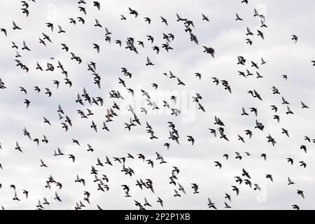 Piccioni felini [ Columba livia domestica ] grande gregge in volo contro cielo pallido Foto Stock