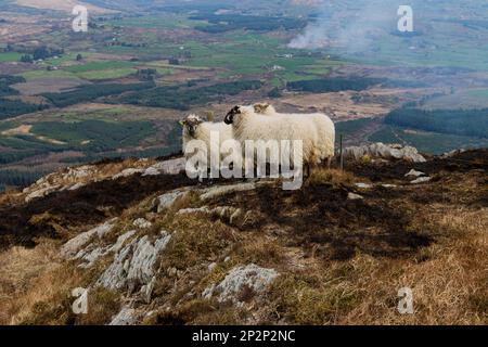 Pecore circondate da terra bruciata sul Monte Gabriel dopo il fuoco bruciato vegetazione. Foto Stock