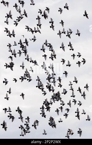 Piccioni felini [ Columba livia domestica ] grande gregge in volo contro cielo pallido Foto Stock