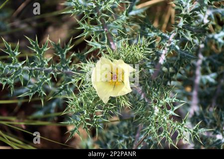 Bleicher Stachelmohn (Argemone ochroleuca) Neofit auf den Kanaren, Gran Canaria, Spanien, San Agustin Foto Stock