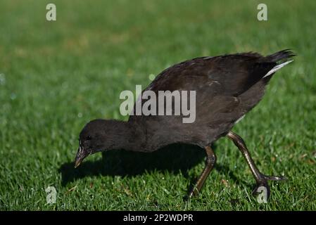 Vista laterale di un giovane moorhen crepusky come cerca cibo in una zona di erba umida Foto Stock