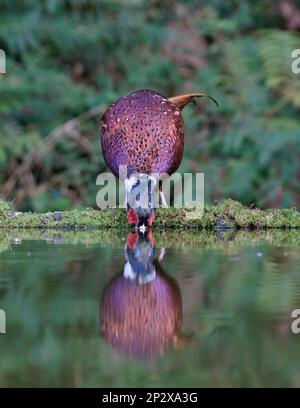 Fagiano [ Phasianus colchicus ] uccello maschio bevendo da stagno con riflessione Foto Stock