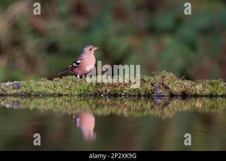 Chaffinch [ Fringilla coelebs ] uccello maschio sul bordo dello stagno con riflessione Foto Stock