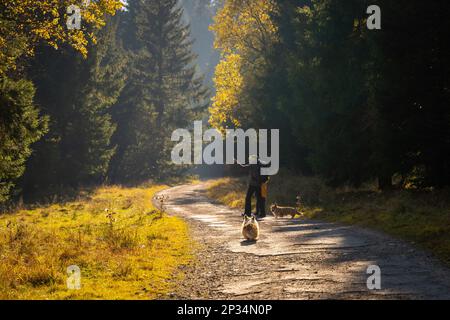 Una madre con un bambino e un cane camminano lungo il sentiero escursionistico di montagna. Tempo trascorso in famiglia. Montagne polacche Foto Stock