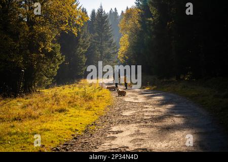 Una madre con un bambino e un cane camminano lungo il sentiero escursionistico di montagna. Tempo trascorso in famiglia. Montagne polacche Foto Stock