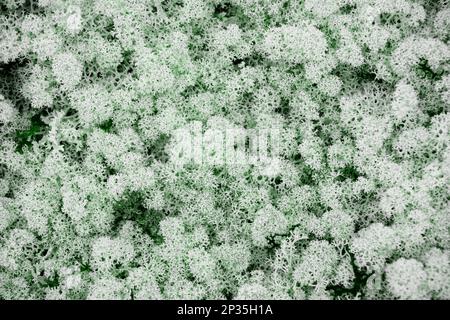 Muschio di renna nella foresta. Yagel è una pianta settentrionale. Yagel Lichens che le renne mangiano. Muschio sferico bianco nella foresta. Area boschiva con crescere Foto Stock