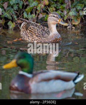 Coppia di mallards (Anas platyrhynchos), in acqua, primo piano, Ternitz, bassa Austria, Austria Foto Stock