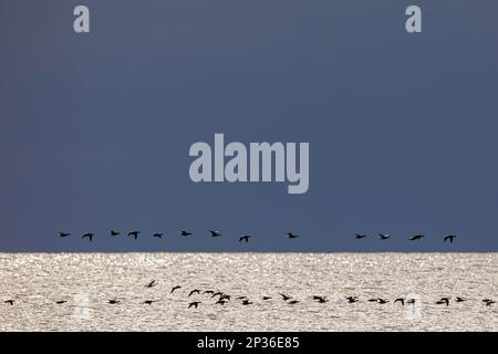 Brant Goose (Branta bernicla), truppa in volo, Falsterbo, Provincia di Skane, Svezia Foto Stock