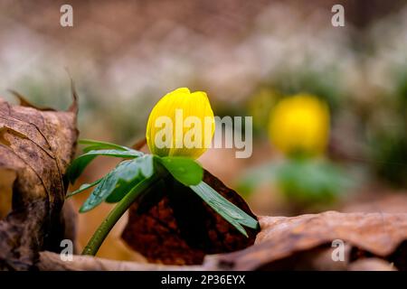 Messaggeri primaverili Early Bloomers bulbi invernali Foto Stock