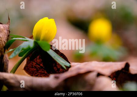 Messaggeri primaverili Early Bloomers bulbi invernali Foto Stock