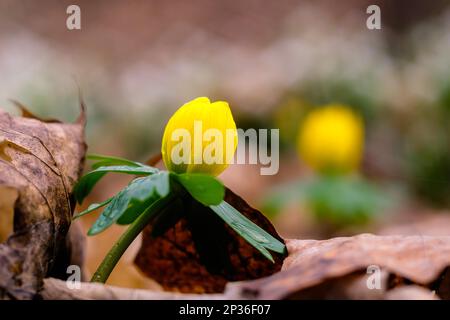 Messaggeri primaverili Early Bloomers bulbi invernali Foto Stock