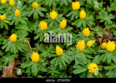 Messaggeri primaverili Early Bloomers bulbi invernali Foto Stock