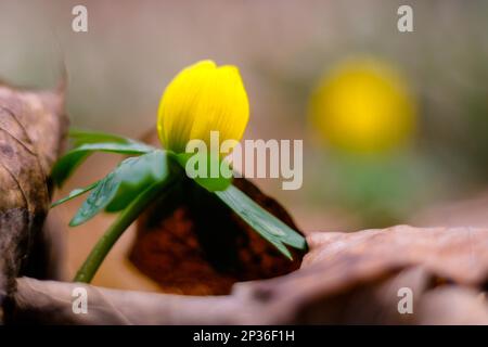 Messaggeri primaverili Early Bloomers bulbi invernali Foto Stock