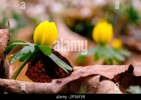 Messaggeri primaverili Early Bloomers bulbi invernali Foto Stock