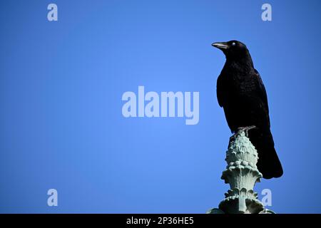 Carrion Crow (Corvus corone), con membrana nictitante, posta a Stoccarda, Baden-Wuerttemberg, Germania Foto Stock