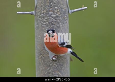 Bullfinch eurasiatica (Pyrhula pirrhula) maschio adulto, che si nutra con semi di girasole in un birdfeeder sospeso, Svezia meridionale Foto Stock