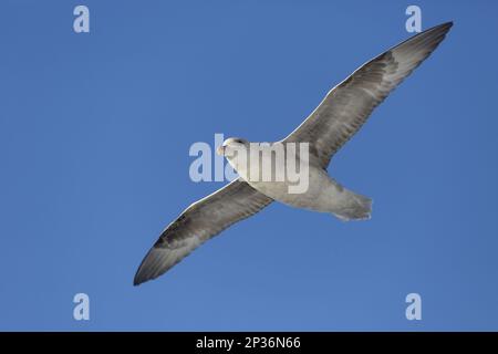 Fulmar Settentrionale (Fulmarus glacialis) forma scura 'Blue Fulmar', adulto, in volo, Erik Eriksenstretnet, Svalbard Foto Stock