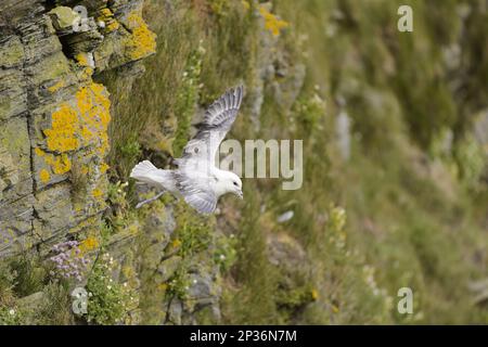 Fulmar settentrionale (Fulmarus glacialis) adulto, in volo sulla scogliera, Hermaness National Nature Reserve, Unst, Shetland Islands, Scozia Foto Stock