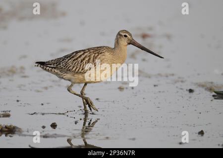 Godwit dalla coda nera (Limosa laponica menzbieri) adulto, piumaggio non riproduttivo, migrante su mud flats, mai po, nuovi territori, Hong Kong, Cina Foto Stock