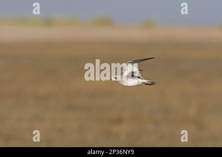 Grey Plover (Pluvialis squatarola) adulto, piumaggio non-breeding, in volo lungo il torrente, mostrando diagnostica ascillari neri, Norfolk, Inghilterra, Unito Foto Stock