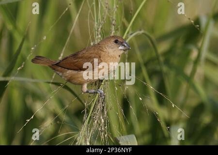 Noce moscata Finch, Nutmeg Bird, scaly-breasted munia (Lonchura punctulata), Nutmeg Finch, Nutmeg Finch, Nutmeg Birds, Magnificent Finch, Songbirds Foto Stock