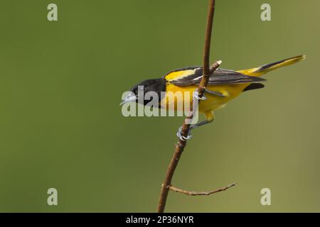 Baltimore baltimore oriole (Icterus galbula), uomo adulto, seduto in una filiale, Ontario, Canada Foto Stock