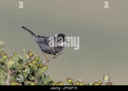 Cipro Warbler (Sylvia melanotorax) maschio adulto, arroccato su ramoscello, Cipro Foto Stock