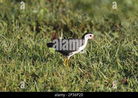 Waterhen bianco-breasted (Amaurornis phoenicurus) adulto, foraging fra erba, Bundala N. P. Sri Lanka Foto Stock