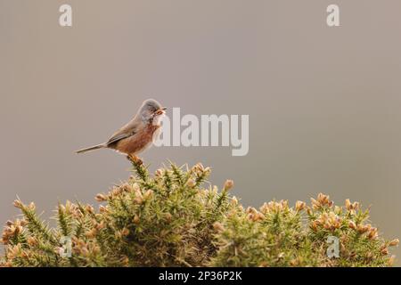 Provence Warbler, dartford Warblers (Sylvia undata), songbirds, animali, uccelli, Dartford Warbler maschio adulto, arroccato su gola in brughiera, Nord Foto Stock