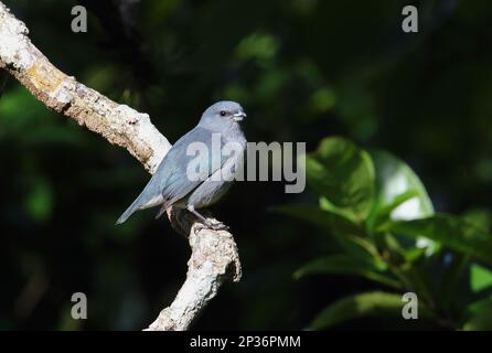 Euphonia Giamaicana (Euphonia giamaica), uomo adulto, seduto su ramo morto, Marshall's Pen, Giamaica Foto Stock