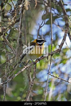 Hispaniolan Spindalis (Spindalis dominicensis) maschio adulto, arroccato su ramoscello, Monti Bahoruco N. P. Repubblica Dominicana Foto Stock