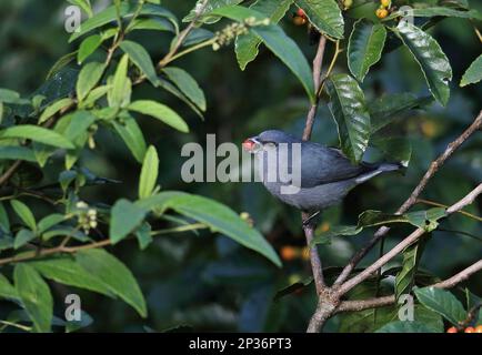 Euphonia Giamaicana (Euphonia giamaica) adulto maschio, nutrirsi di frutta in frutta Bush, Marshall's Pen, Giamaica Foto Stock