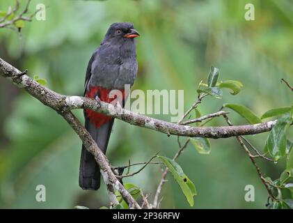 Trogon a coda di latto (Trogon massena hoffmanni), donna adulta, seduta su un ramo, fiume Chagres, Panama Foto Stock