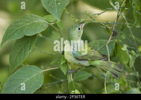 Bunting dipinto (Passerina ciris), femmina adulta che si nutre tra vegetazione durante la migrazione, Costa del Golfo, utricularia ocroleuca (U.) (U.) S. A Foto Stock