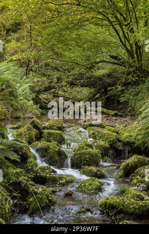 Ruscello che attraversa l'habitat boschivo deciduo, East Water, Horner Valley, Exmoor N.P., Somerset, Inghilterra, Regno Unito Foto Stock