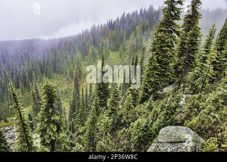 Habitat forestale di conifere sul pendio di montagna, Monte Revelstoke N. P. Selkirk Mountains, British Columbia, Canada Foto Stock