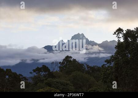 Vista della cima della montagna e dell'habitat montano della foresta pluviale, il Monte Kenya, il Monte Kenya N. P. Kenya Foto Stock